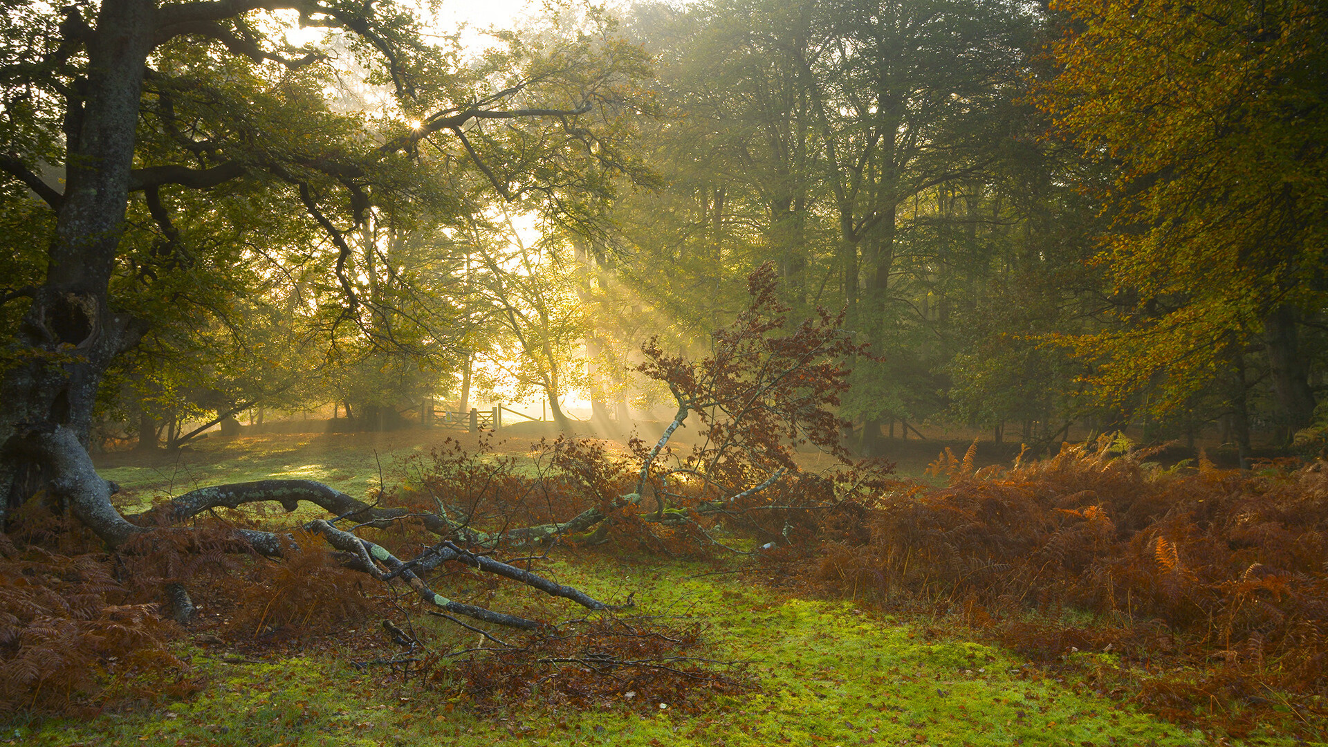 火箭速胜，库里接管，当速度成为篮球的终极交响