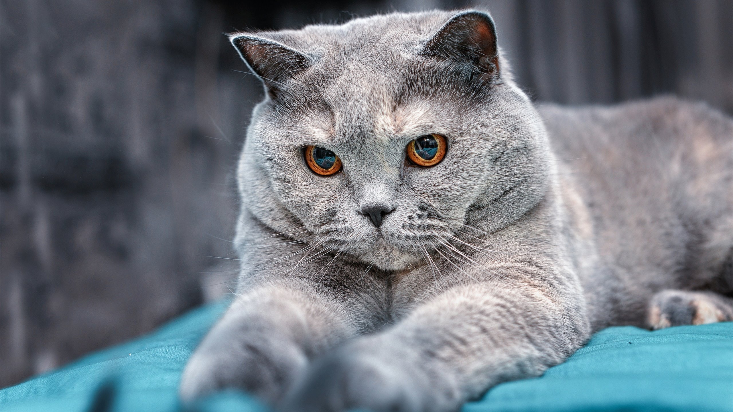 开云体育登录-绝境亮剑！德甲争冠夜克莱一球定乾坤，从争议漩涡到城市英雄的救赎之路