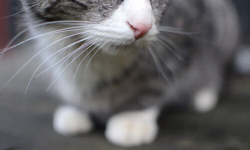 血脉、草皮与世界性时刻，足球何以在地方对抗中成为全球语言