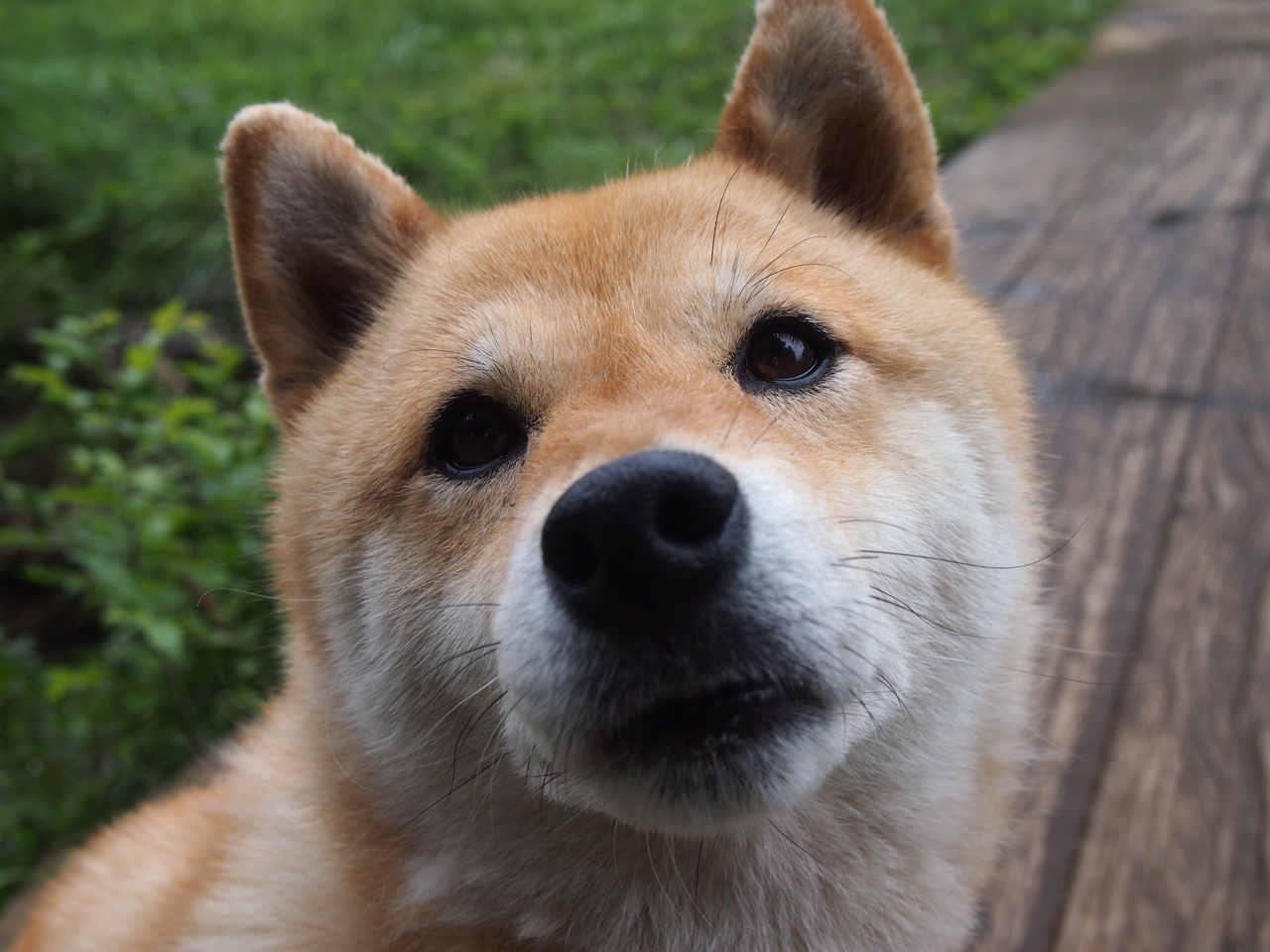 当东方奇迹遇见西方传奇,上海大鲨鱼客场逆转湖人,切特·霍姆格伦化身关键先生