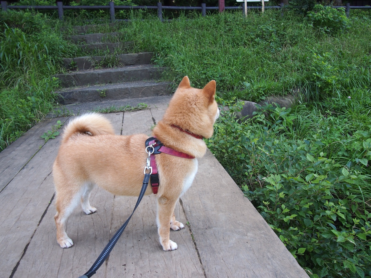 1.虚空战场,当孟菲斯灰熊穿越对阵山西队,西亚卡姆轰下53分生涯之夜