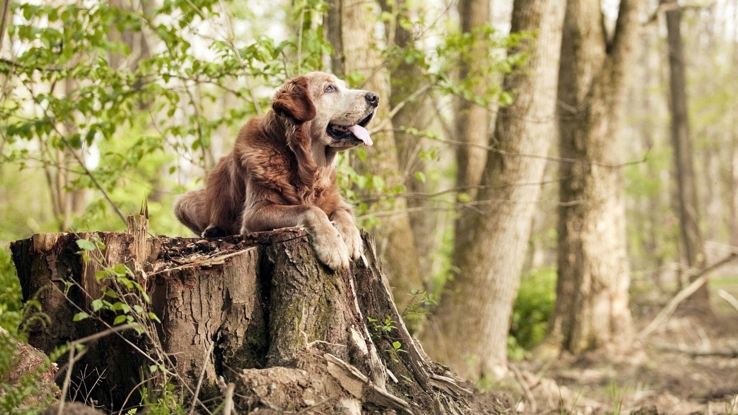 从都柏林到墨尔本,当贝林厄姆在错位对决中逆流刷新纪录