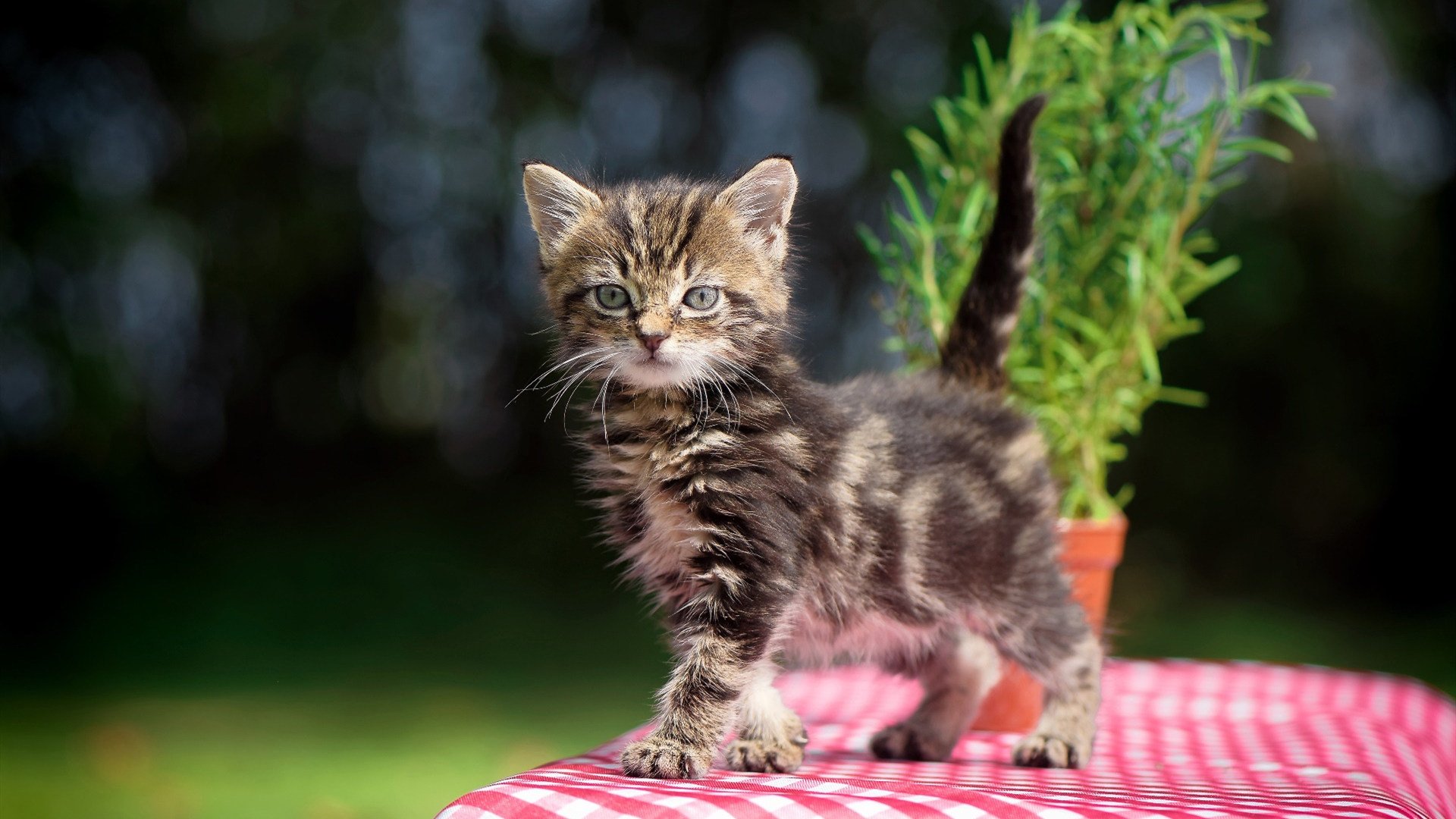 开云体育中国-生死战淬炼真金！恩佐主宰全场，荷兰力克拉齐奥昂首出线