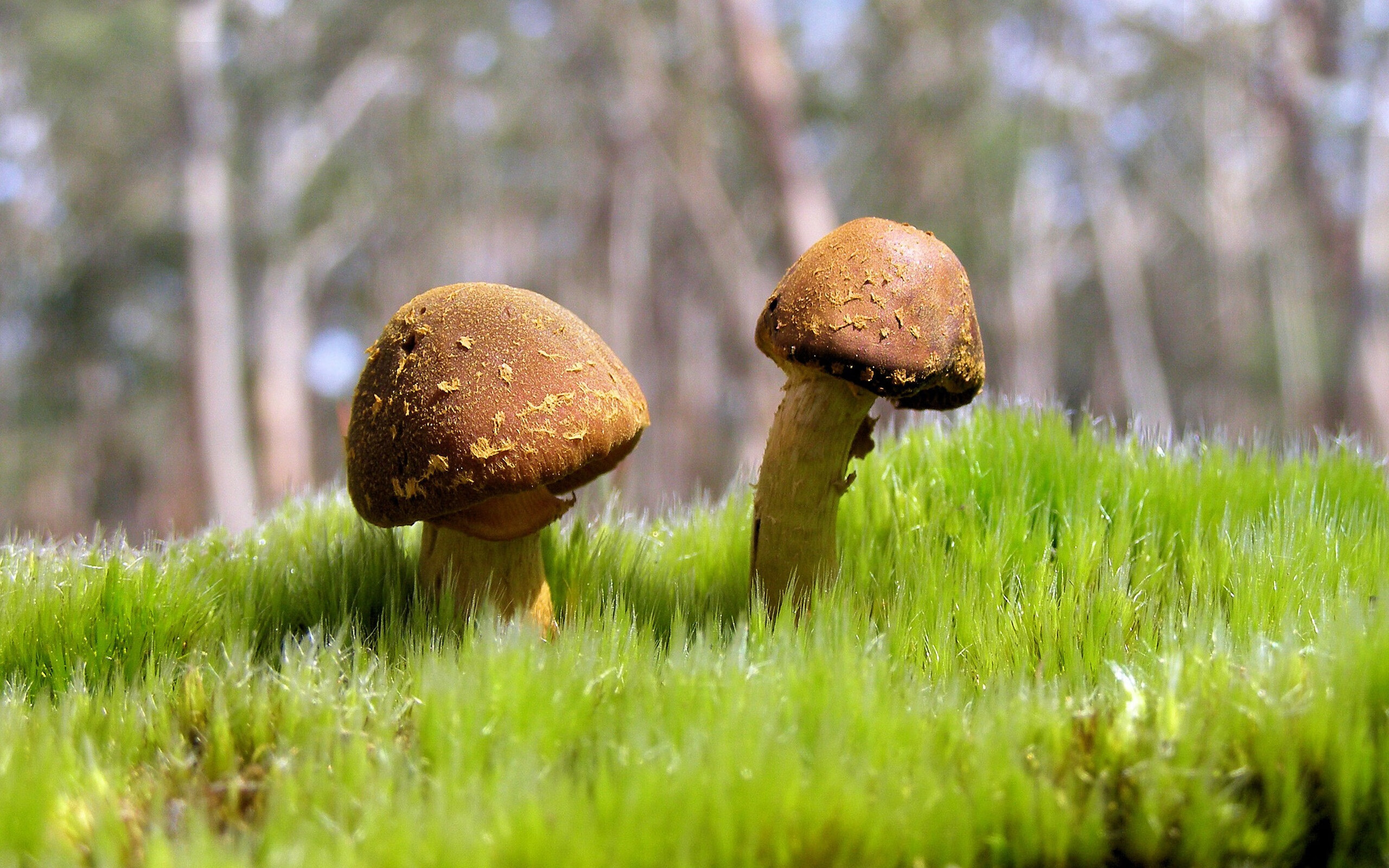 平行时空的足球奇迹,橙色幽灵卢卡库如何同时征服威尔士与2026世界杯