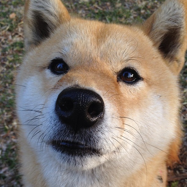 杰伦格林闪耀关键战，上海队突围湖人震惊篮坛