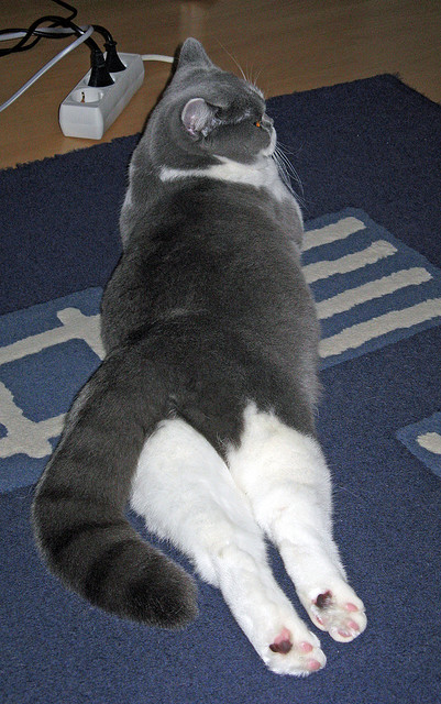 冰与火的对决,当北欧铁壁遇见伊比利亚锋芒,佩德里一线定江山