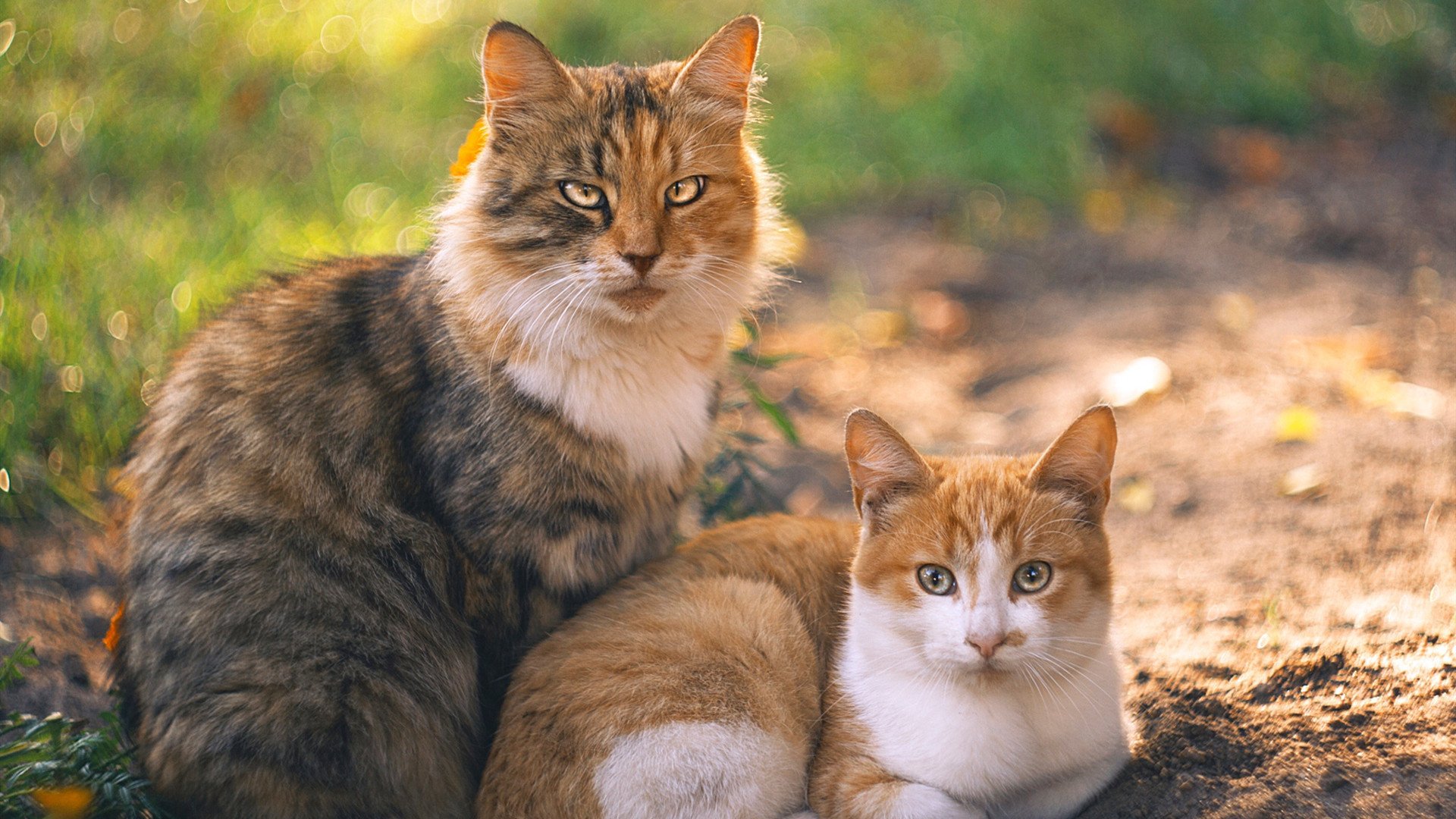开云体育APP下载-跨洋呼应的破晓时刻，公牛末节传奇与爱德华兹的德甲统治夜