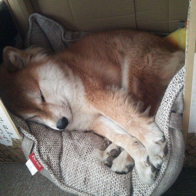 绿茵将军的极速王座，当基米希握起F1方向盘