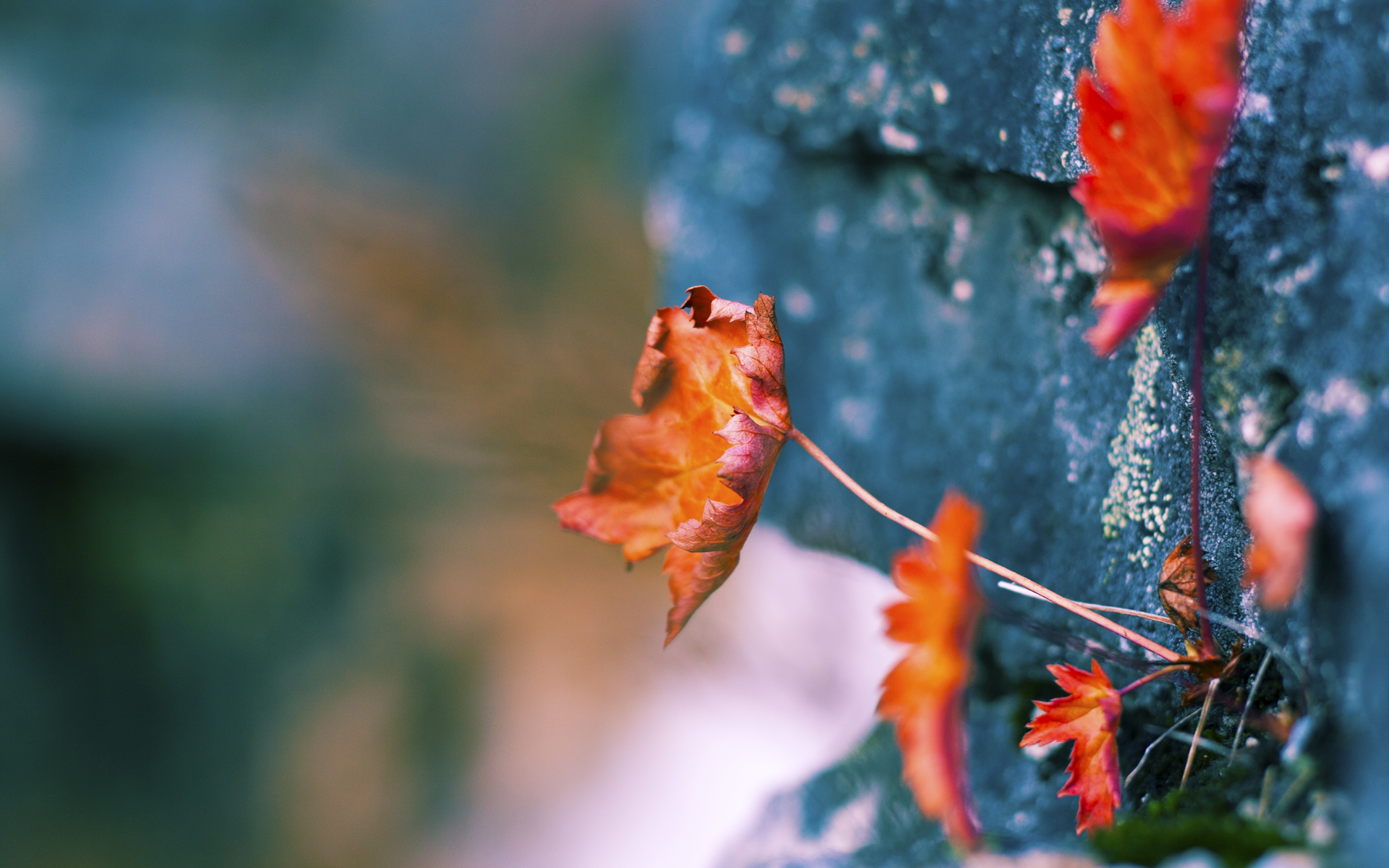 开云体育在线-极限逆转，方向盘与绿茵场的生死三分钟