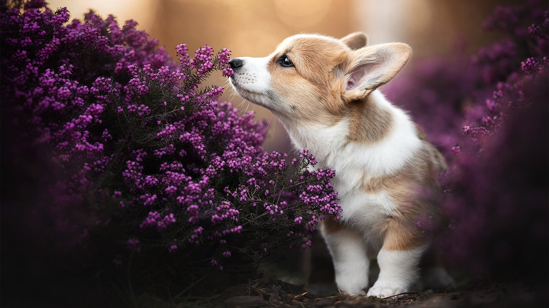 绿茵场上的维也纳乐章，当阿拉巴的指挥棒点醒永恒之城