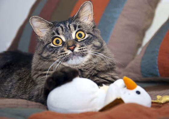 伊斯坦布尔的烈焰,马丁内利一锤定音,土耳其新军力斩蓝狮切尔西