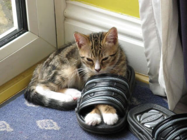 开云体育入口-闪电夜，新疆队抢七战创历史最快胜利，半场让对手窒息