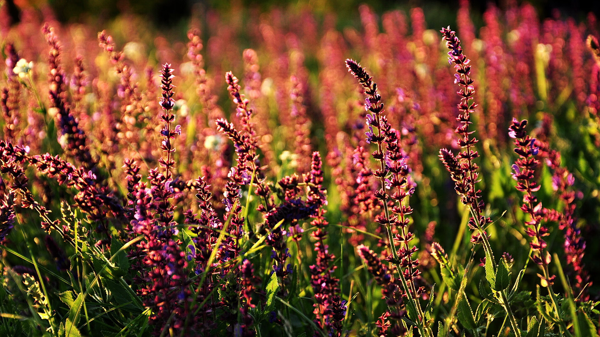开云体育登录-奥利维耶的远征，当突尼斯血脉在巴萨的抢七战场上轰鸣
