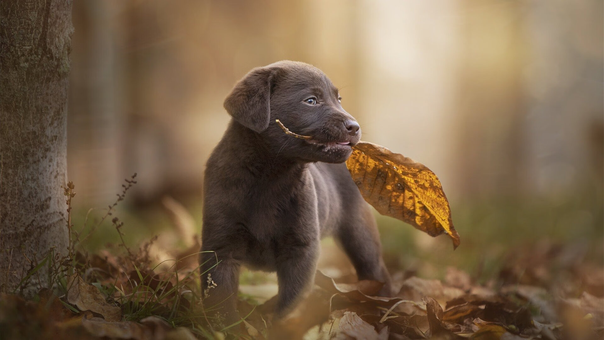 节奏魔法师,拉梅洛如何在总决赛之夜为全队谱曲