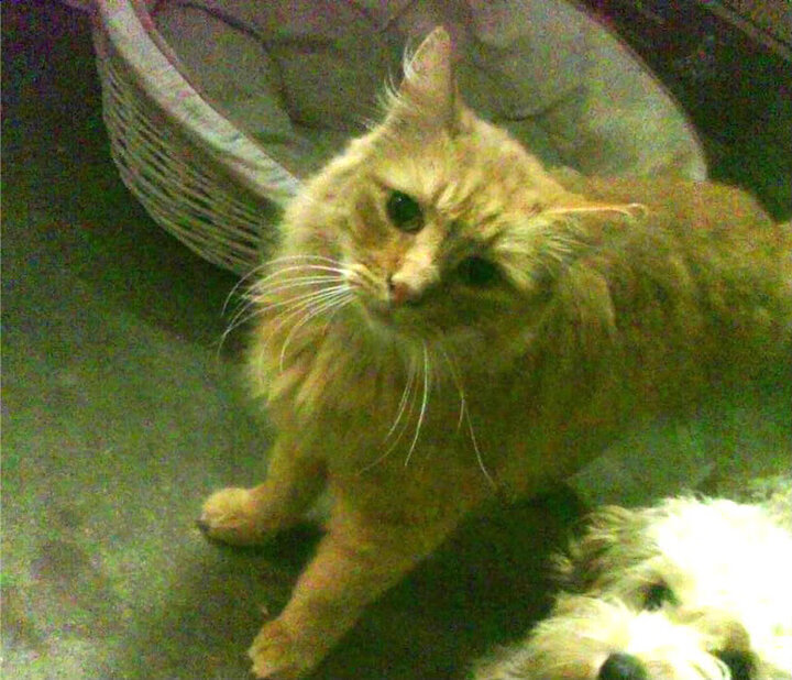 狼王设下的致命陷阱,恩比德如何化身湖人季后赛路上那柄无情的守门钥