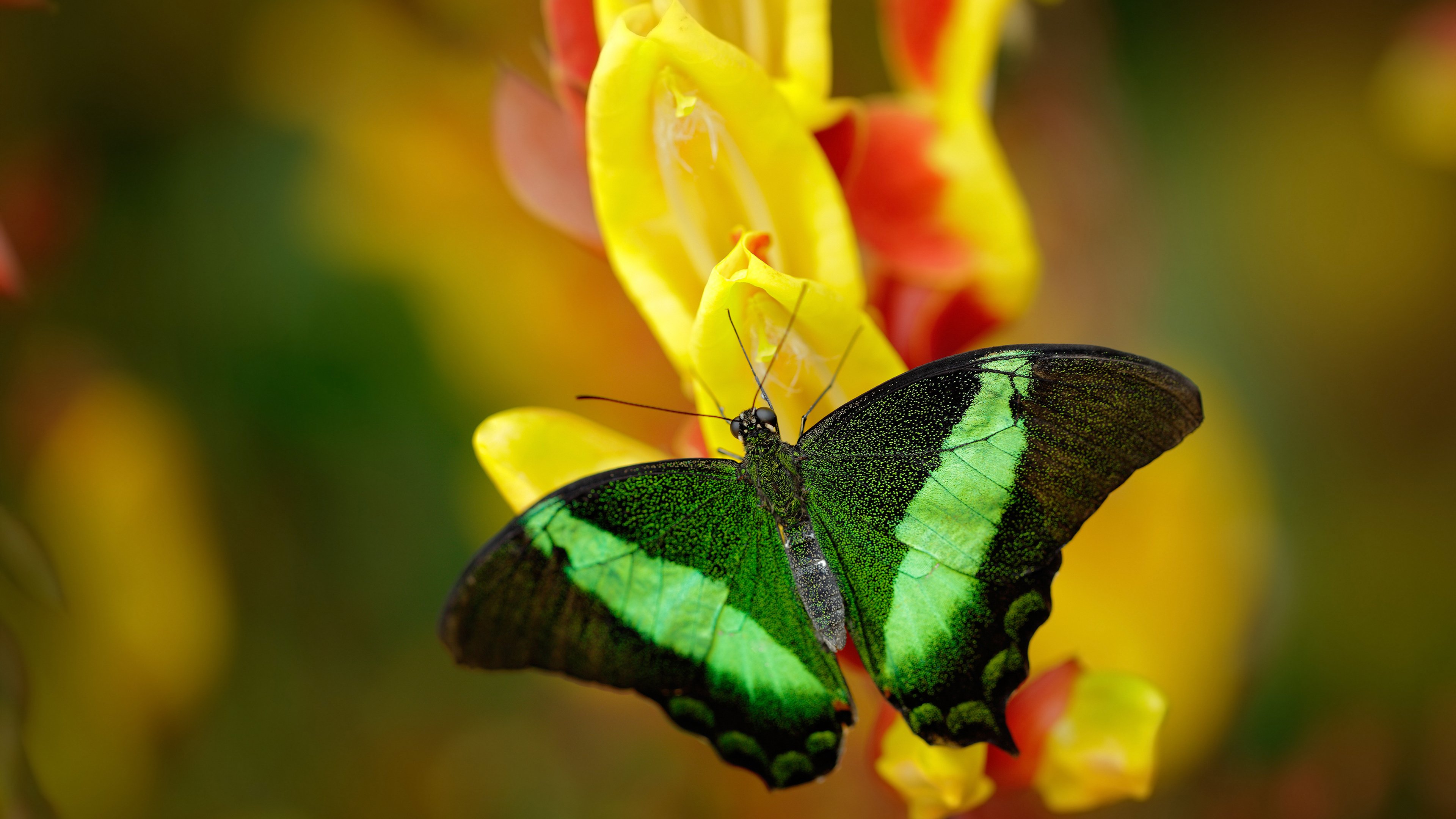 红魔利刃出鞘，格纳布里关键一击，比利时终结几内亚神话