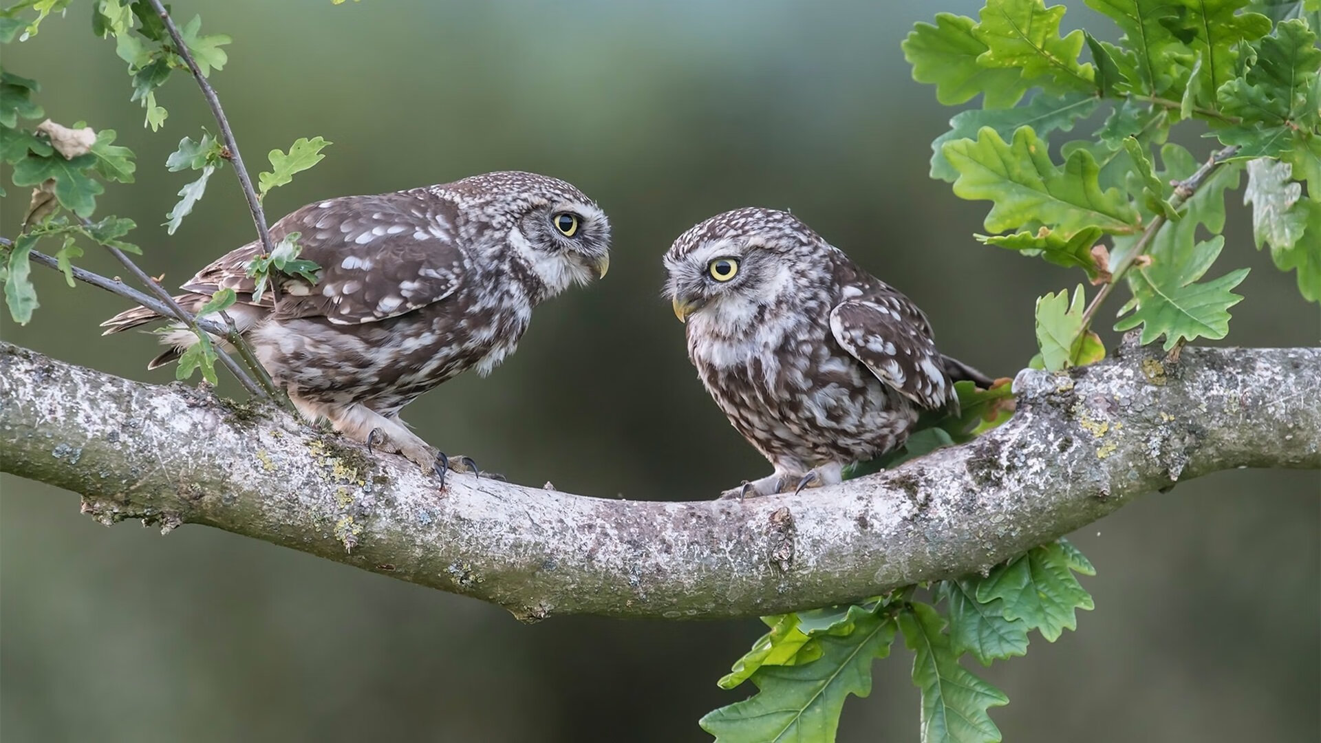 开云体育平台APP-天体物理学之夜，当孔德的数据在亚平宁星图里全面爆炸
