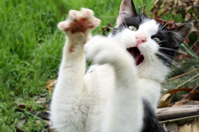 中场革命双重奏，当阿森纳收割德国，李刚仁在生死时刻接管西决