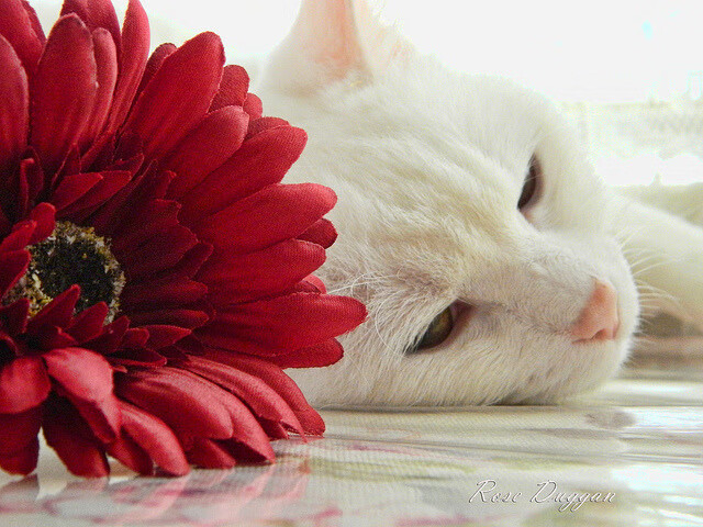 开云体育在线-北国寒风不敌黄浦江热浪，小贾伦一剑封喉定乾坤