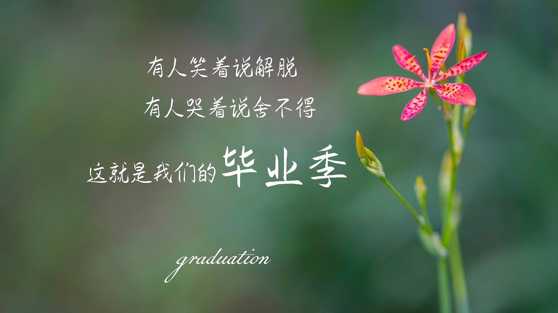 最后三分钟的闪电与蝴蝶,荷兰如何用不对称战争锁定2026绝杀